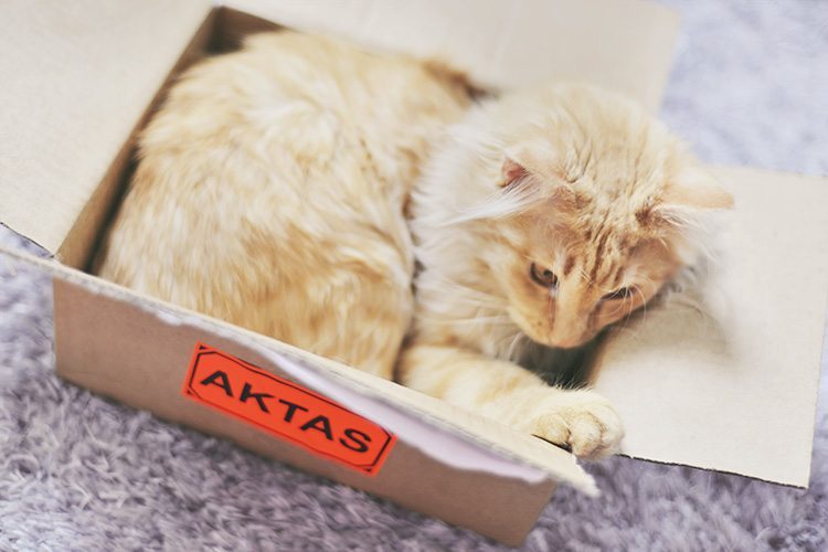 cat-in-a_box