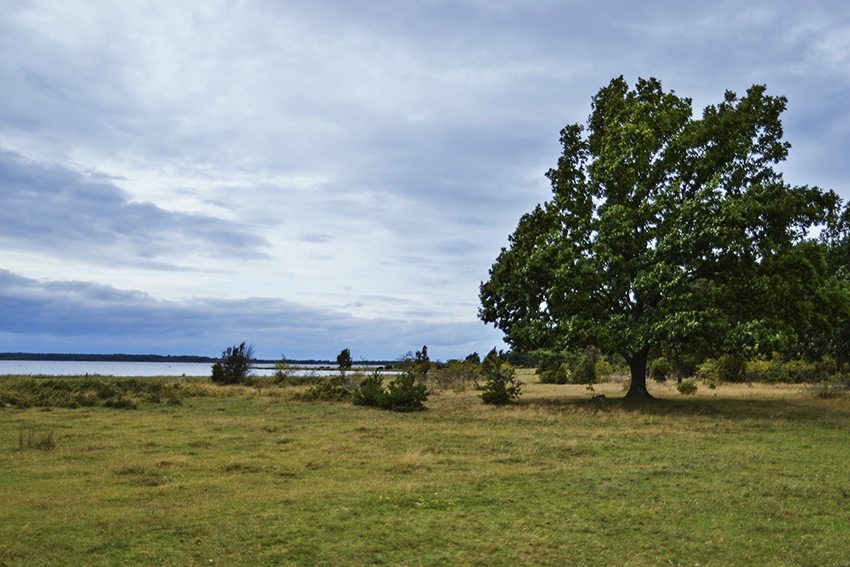 trollskogen-oland