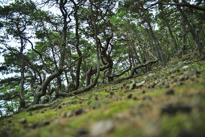 trollskogen_tallarna