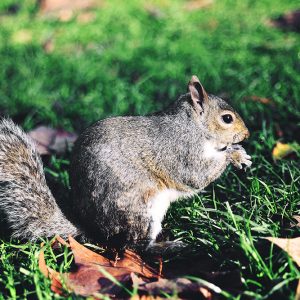 Squirrel at St. James's Park