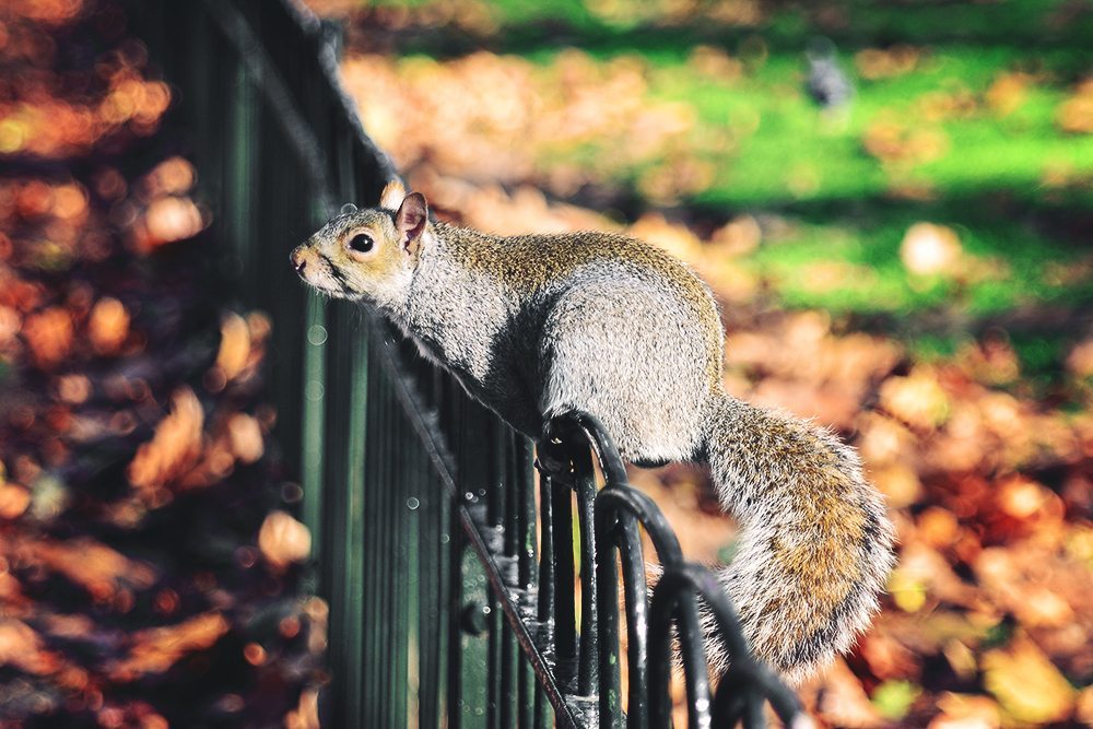 Squirrel - St. James's Park