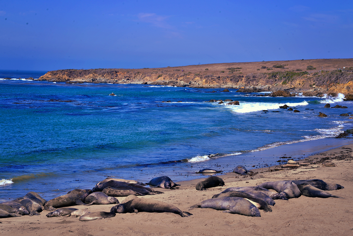 Elephant Seal Rookery