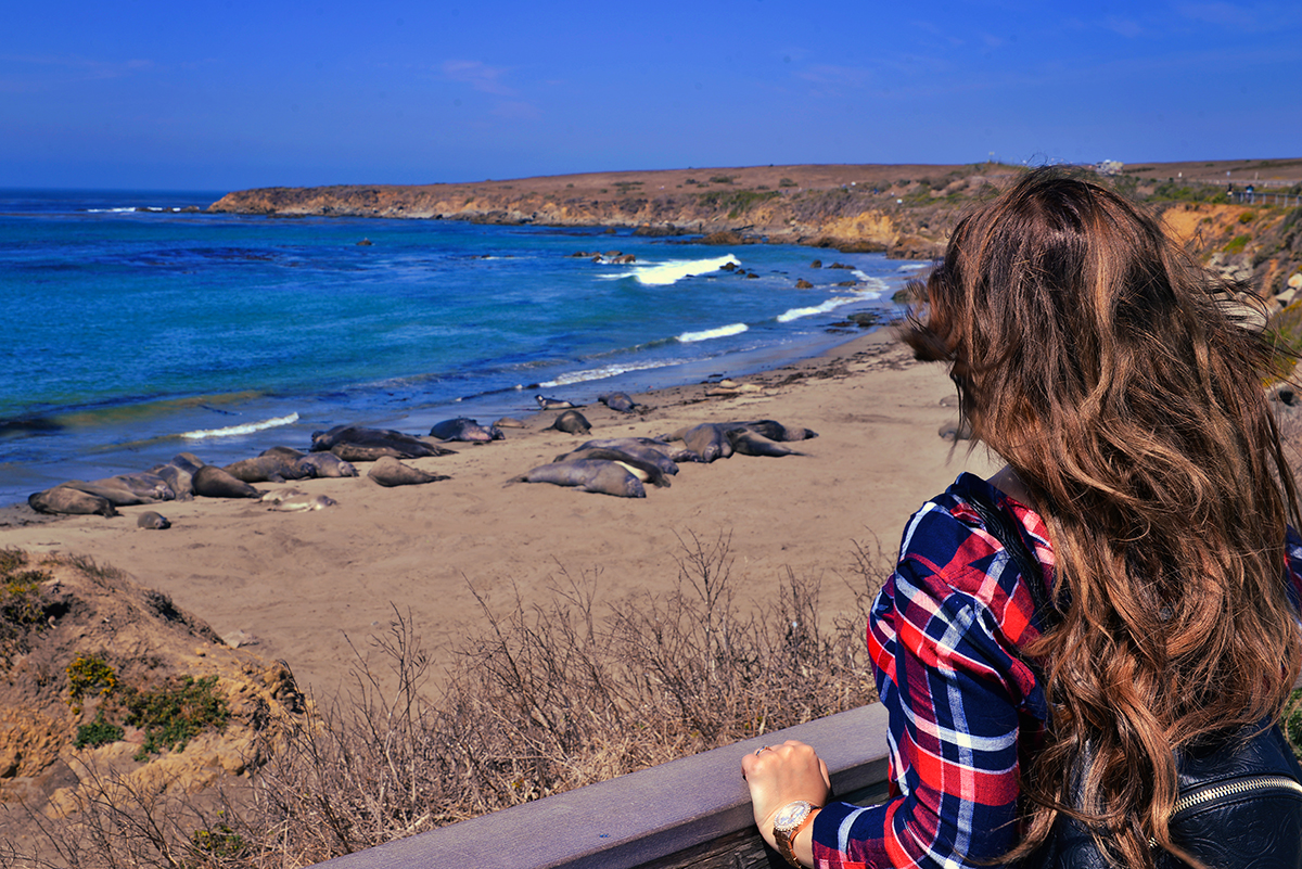 Elephant Seal Rookery