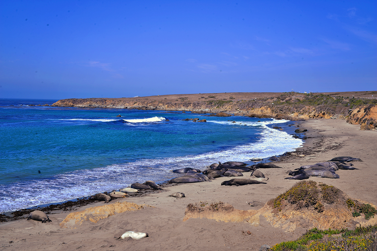 Elephant Seal Rookery