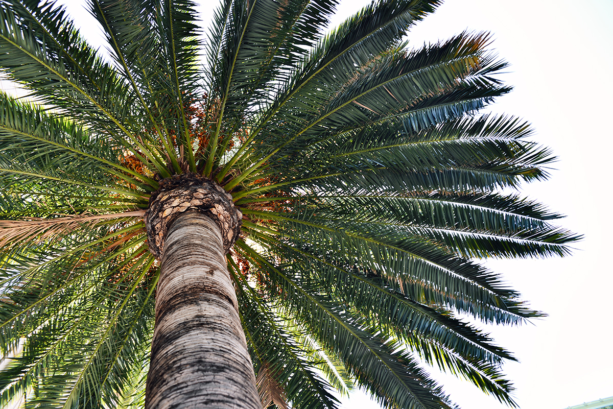 Palm tree in Hollywood