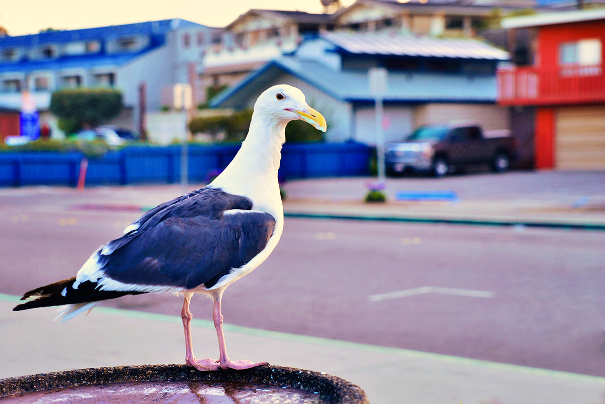 Western Gull