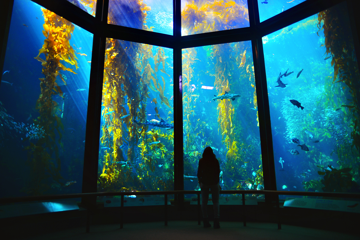 Monterey Bay Aquarium