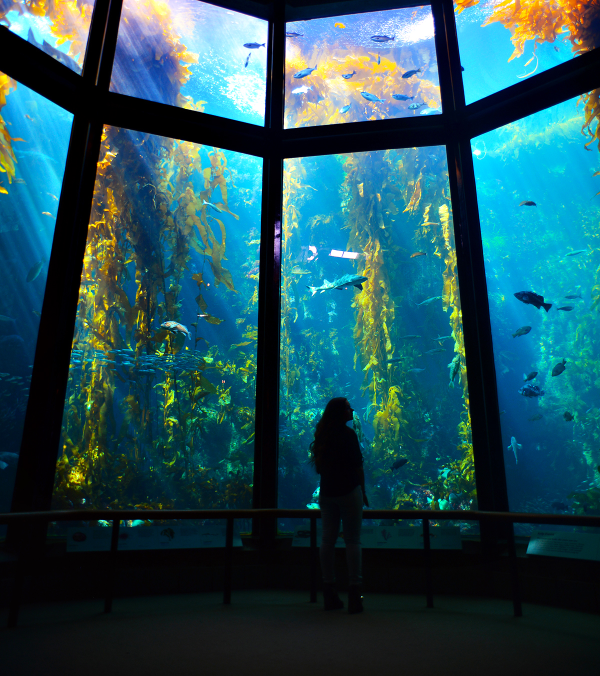 Monterey Bay Aquarium