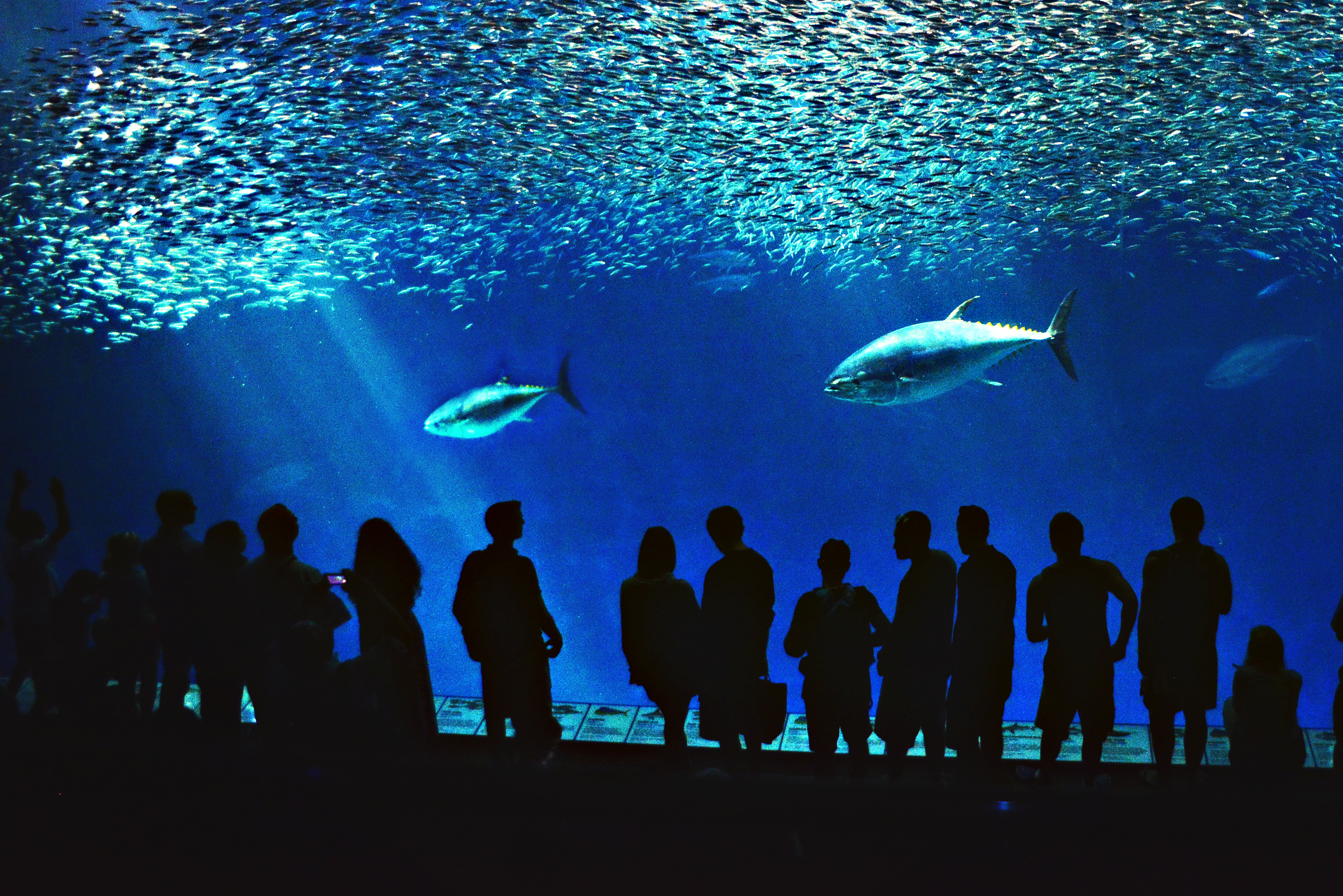 Monterey Bay Aquarium