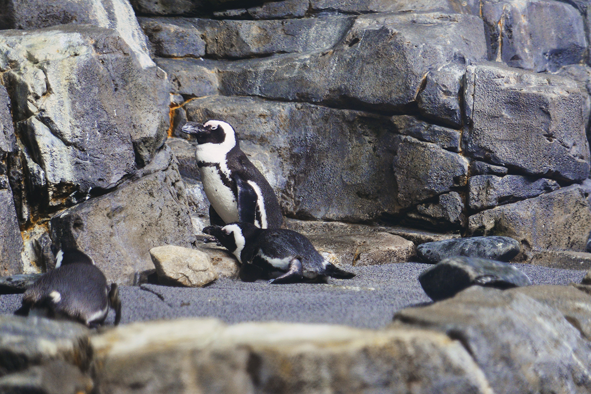 Monterey Penguin