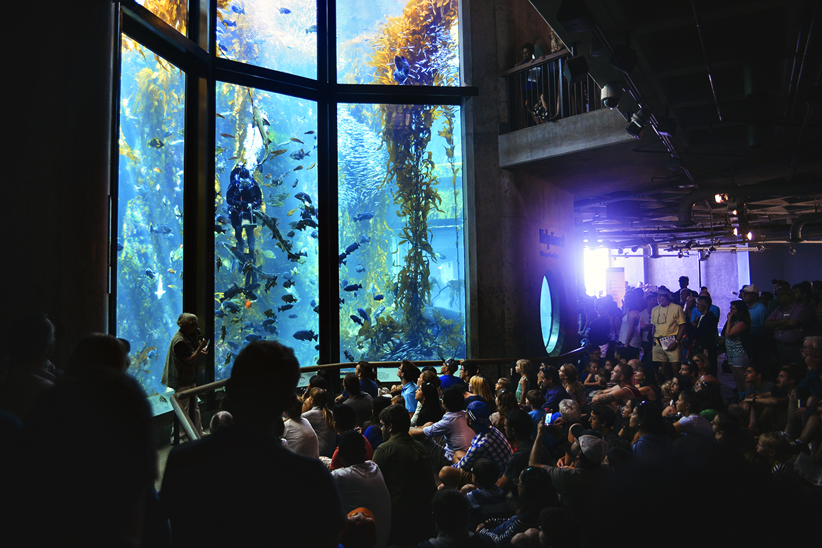 Monterey Bay Aquarium The Kelp Forest