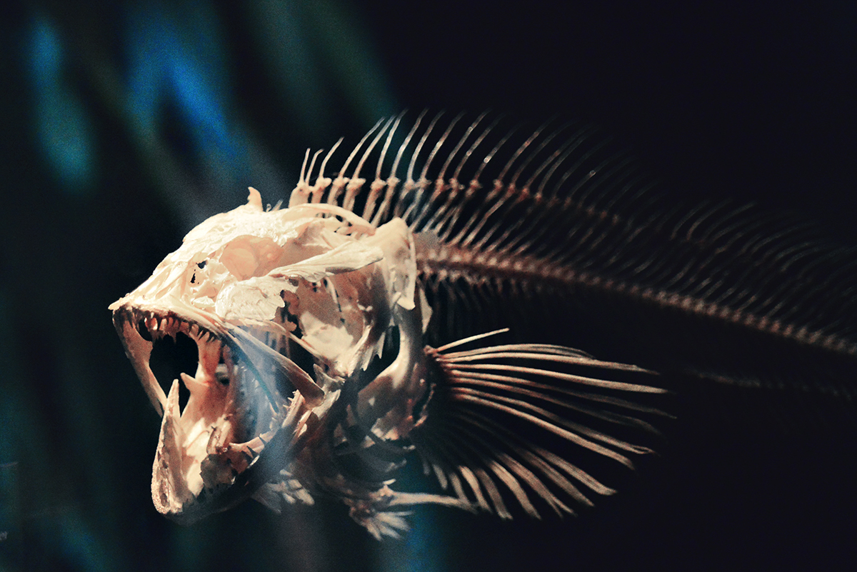 Fish skeleton