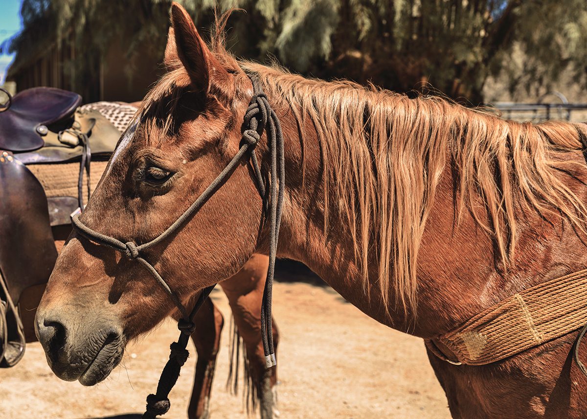 Smoke Tree Stables