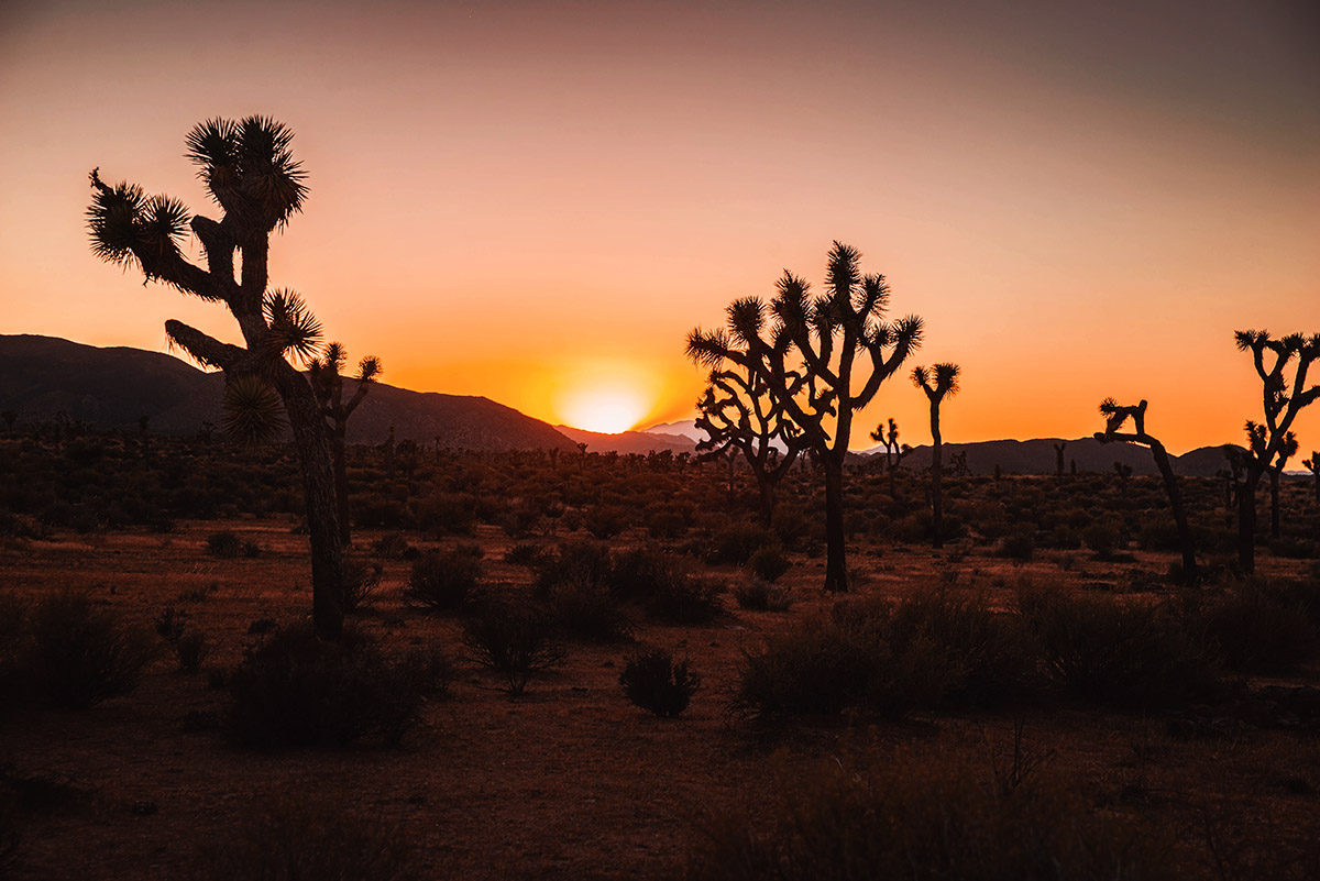 Sunset in Joshua Tree National Park