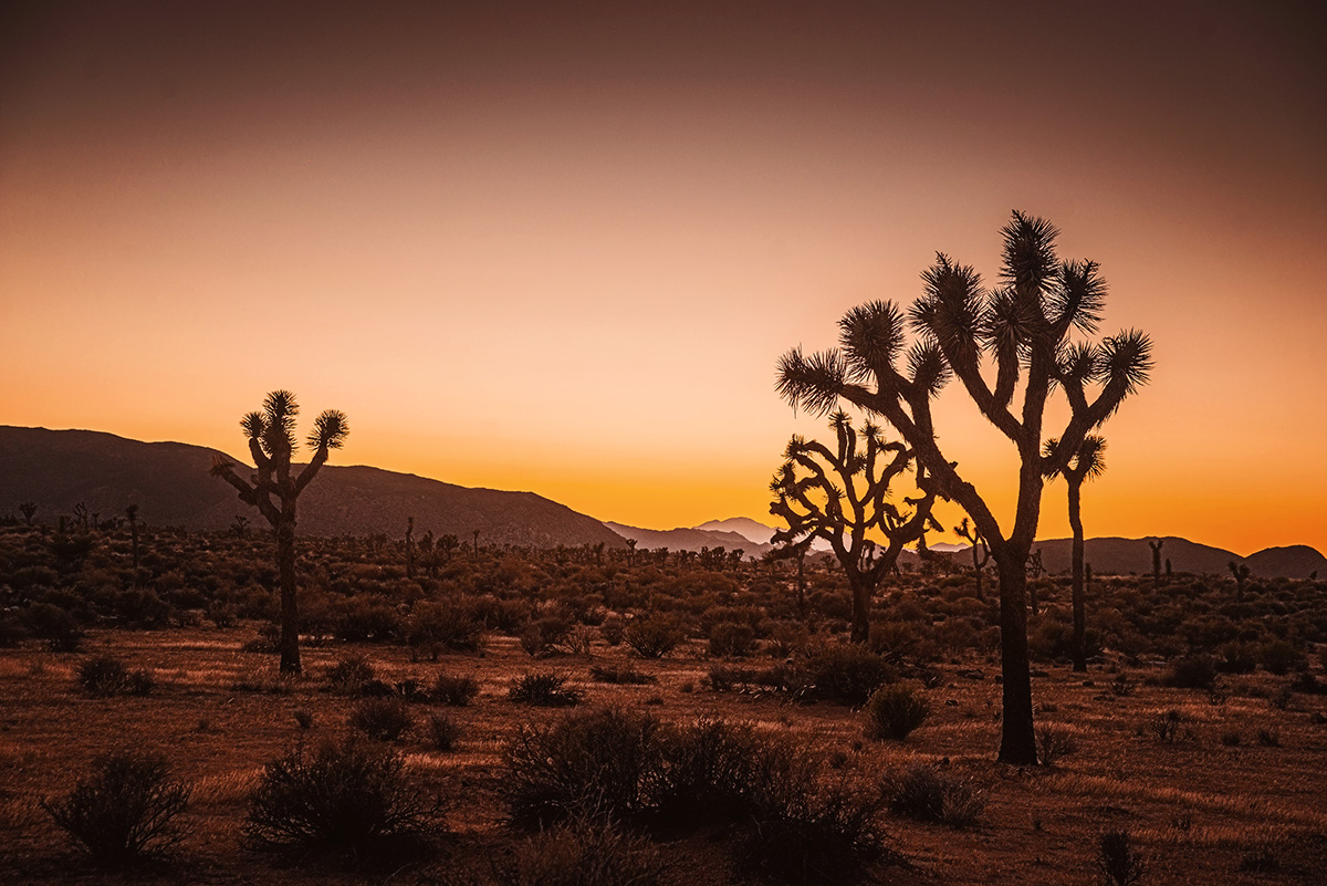 Sunset in Joshua Tree National Park