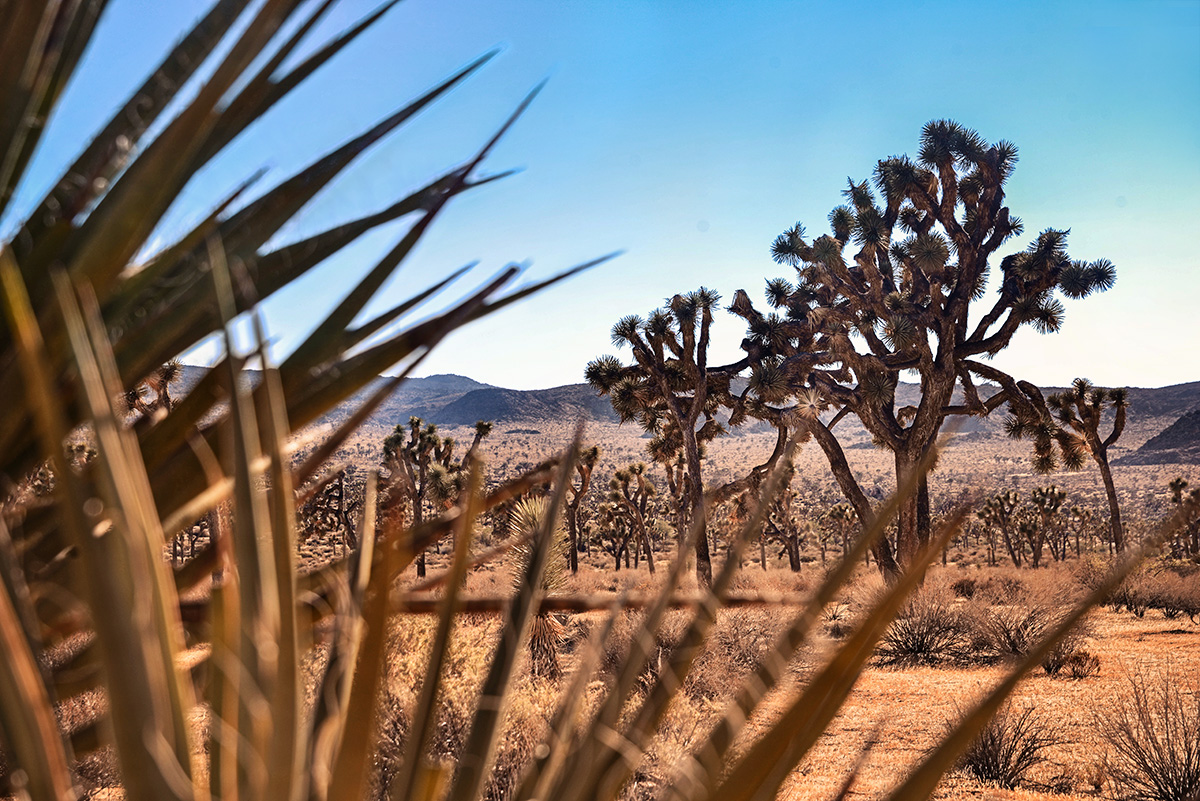 Joshua Tree