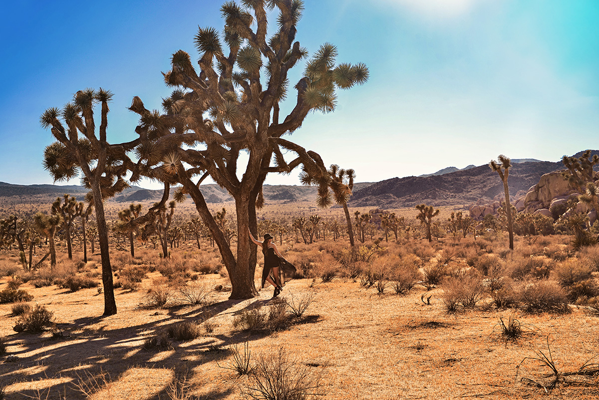 Joshua Tree