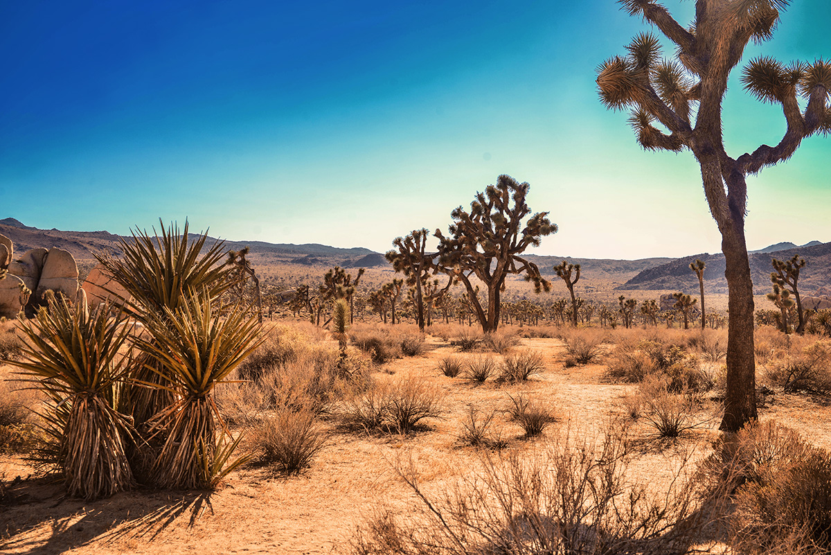 Joshua Tree National Park