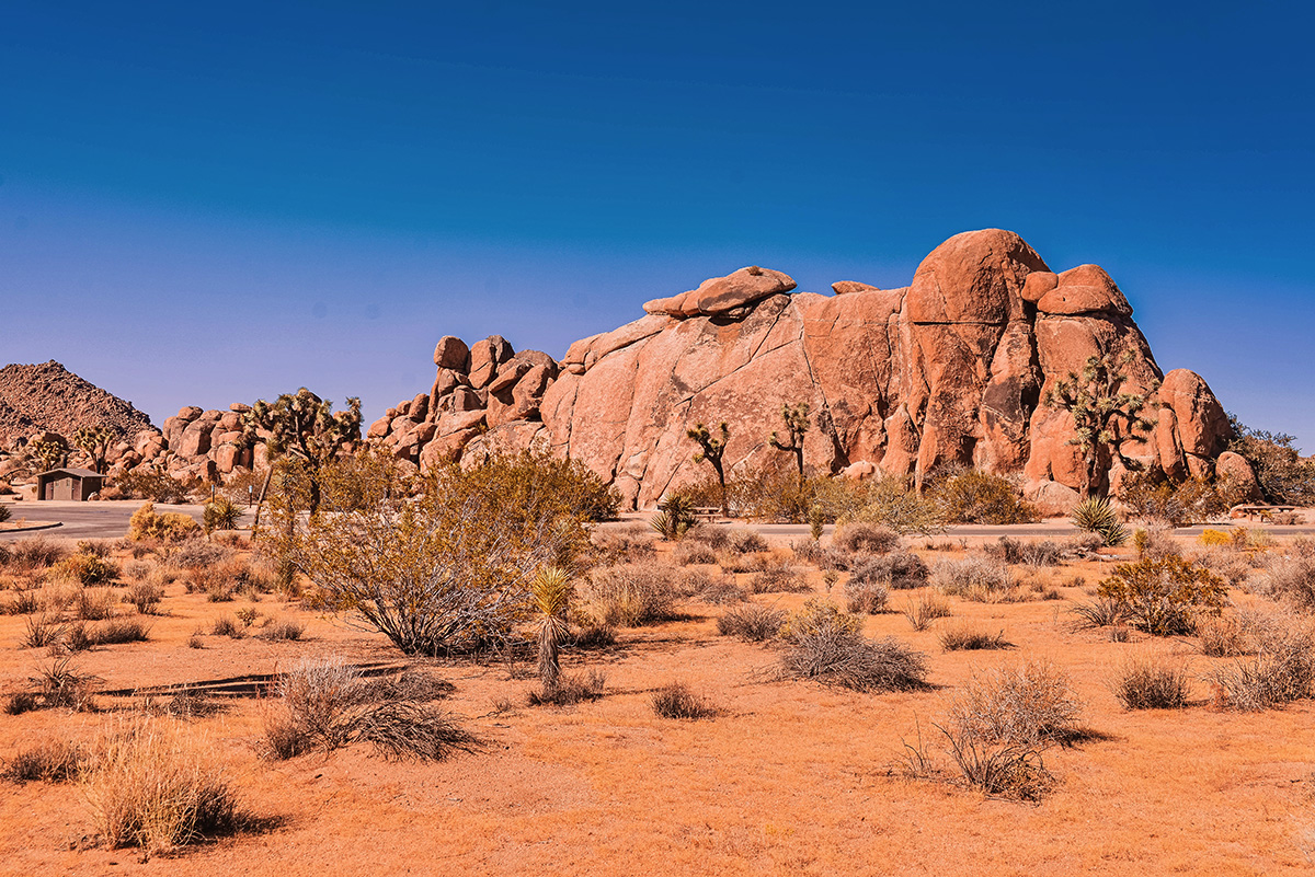 Joshua Tree