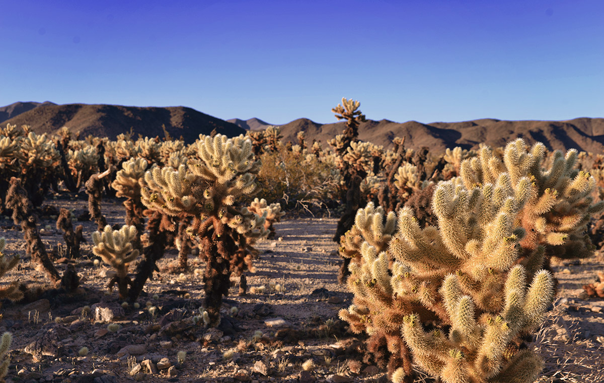 Cactus Garden in Joshua Tree