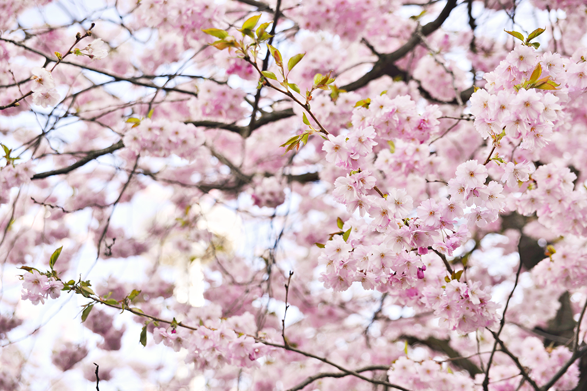 Cherry blossoms - Kungsträdgården