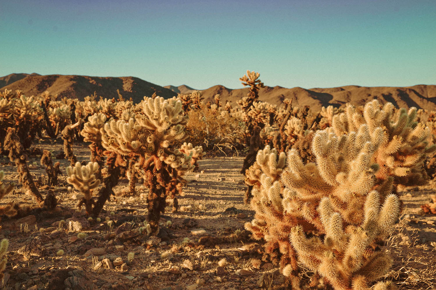 Cholla Cactus Garden