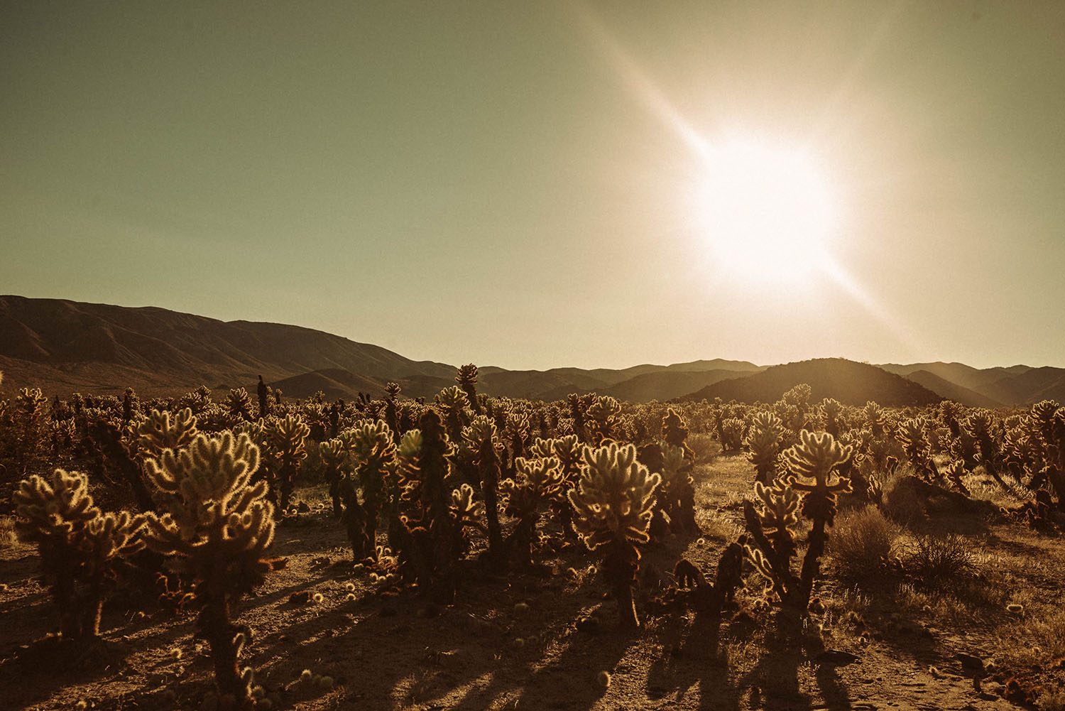 Joshua Tree National Park