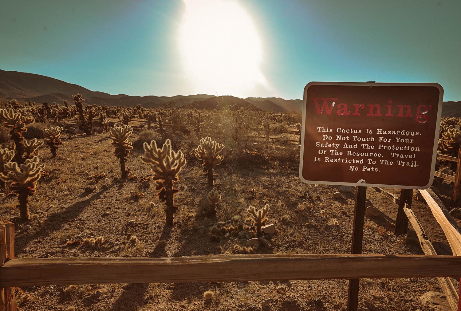 Cholla Cactus Garden, Joshua Tree National Park, California