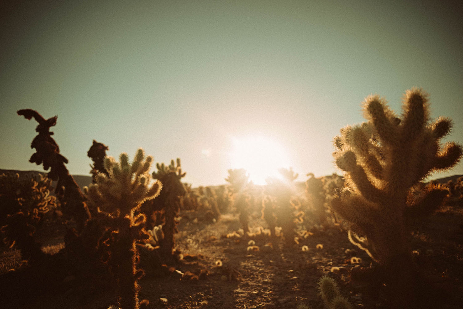 Cholla Cactus Garden, Joshua Tree National Park, California