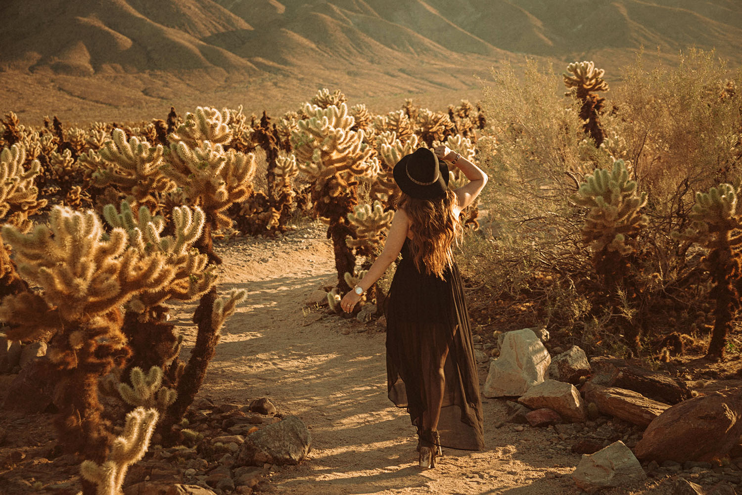 Cholla Cactus Garden, Joshua Tree National Park, California