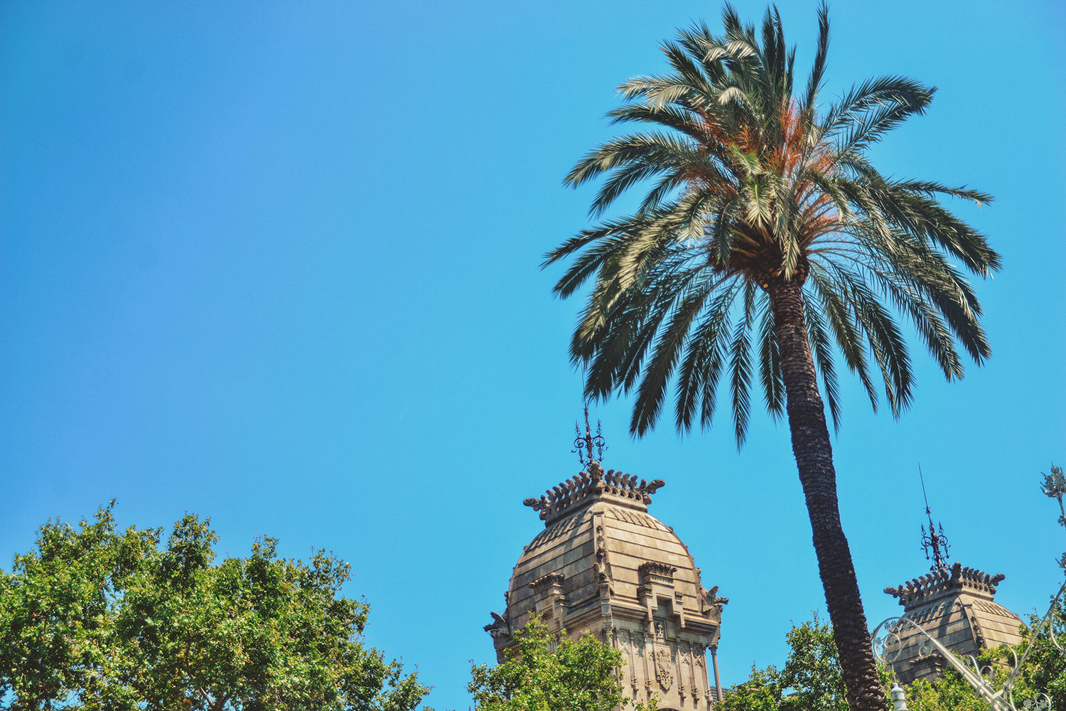 Palm tree and a blue sky