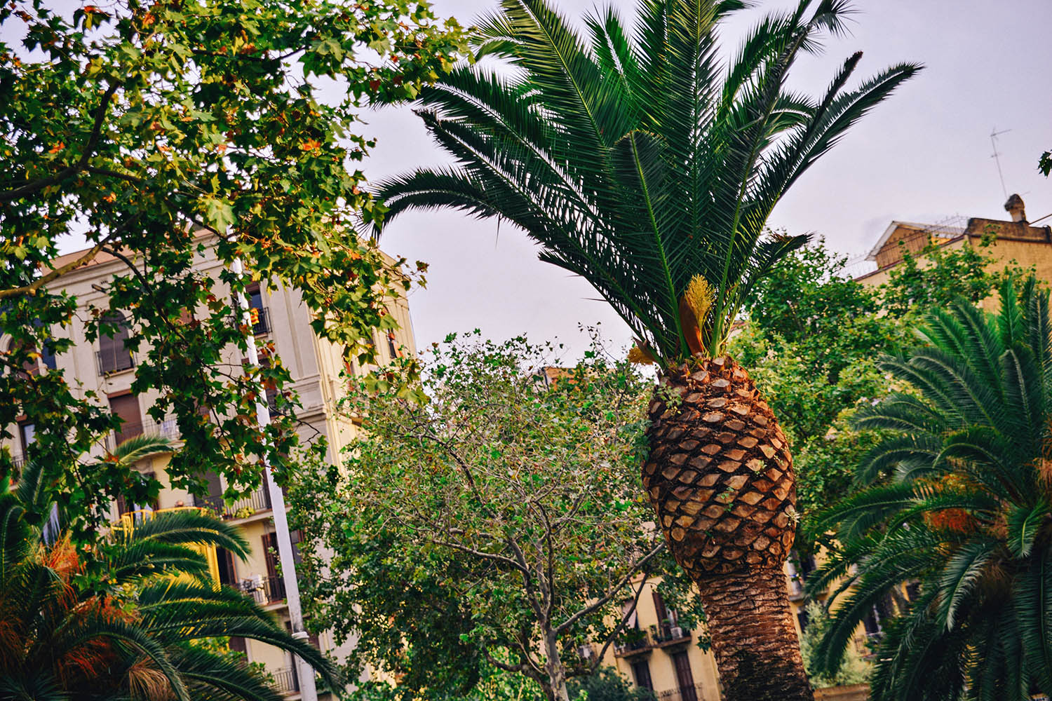 Palm trees in Barcelona