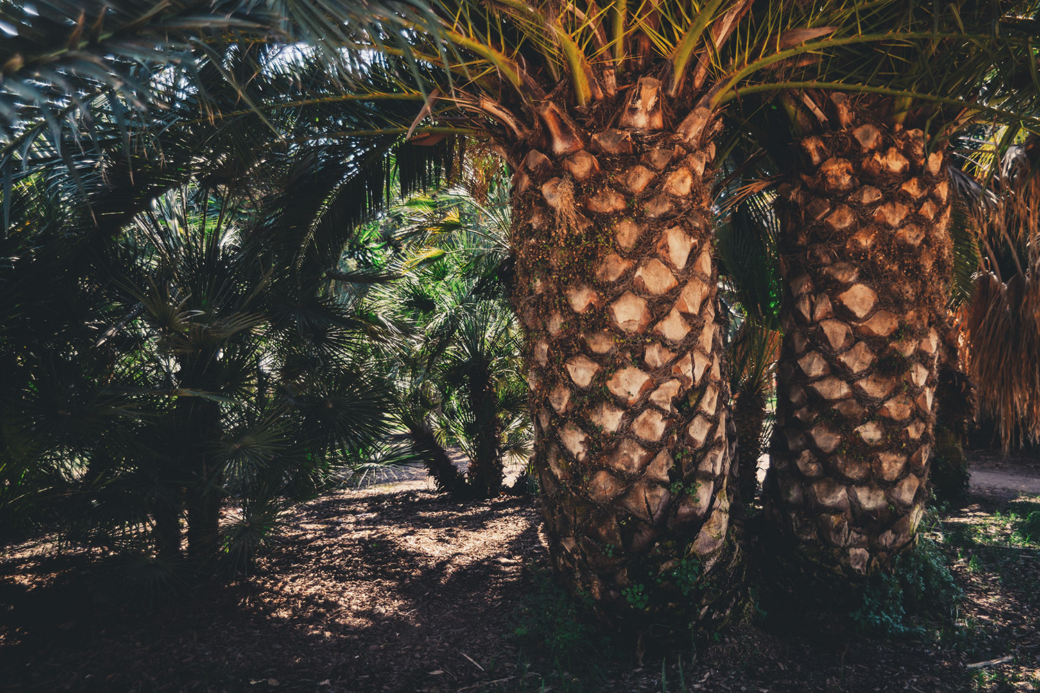 Palm trees