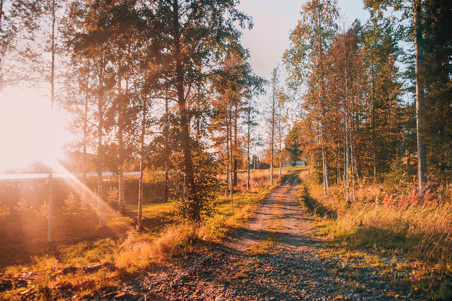 Forest in the sunset