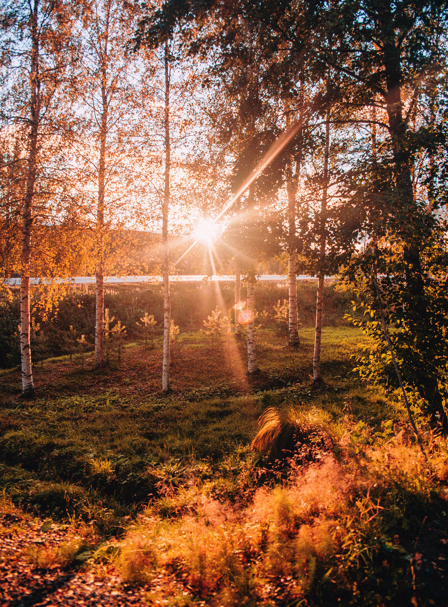 Golden forest in the sunset