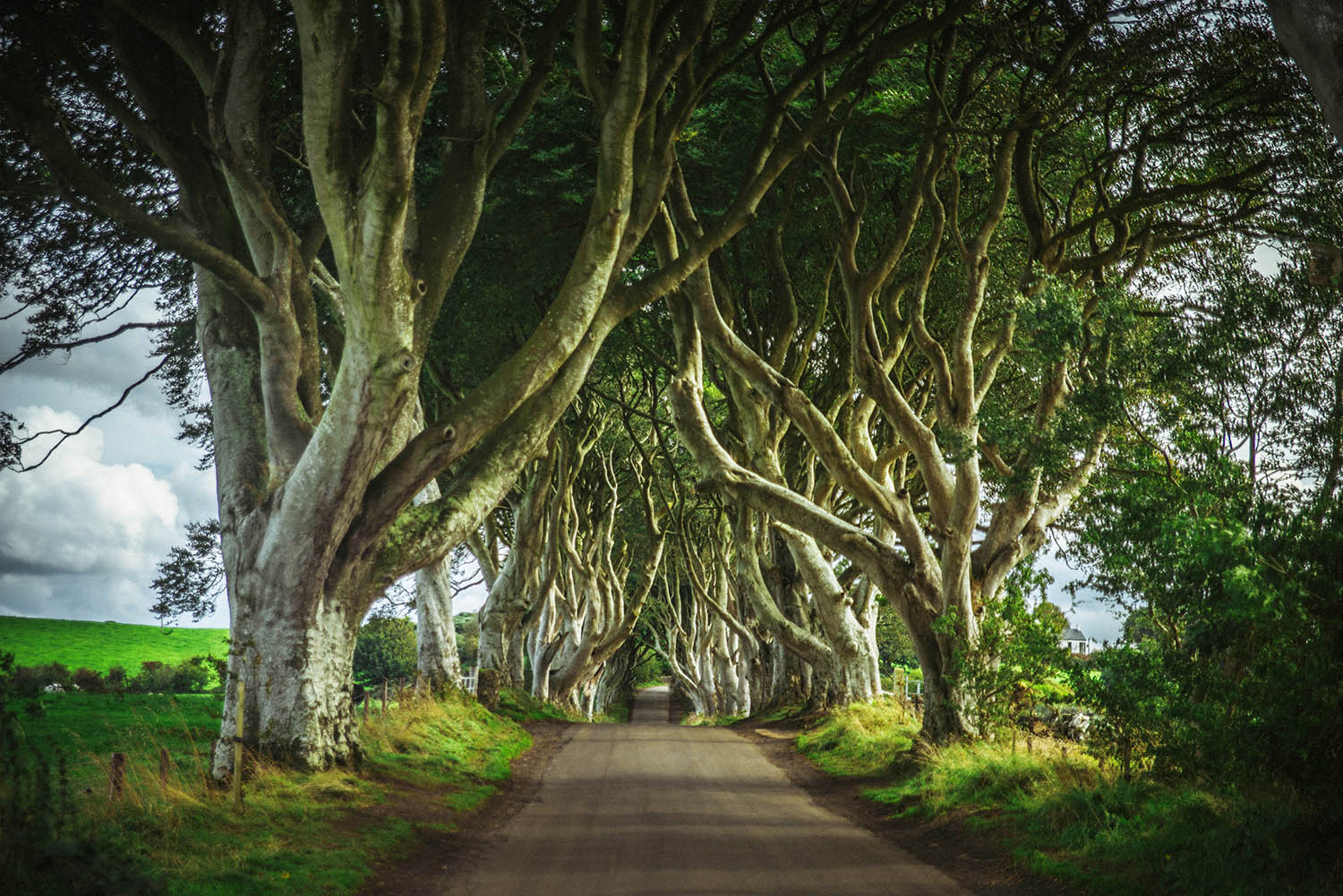 The Dark Hedges in Northern Ireland - A magical place and Game of Thrones filming location