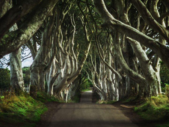 The Dark Hedges in Northern Ireland