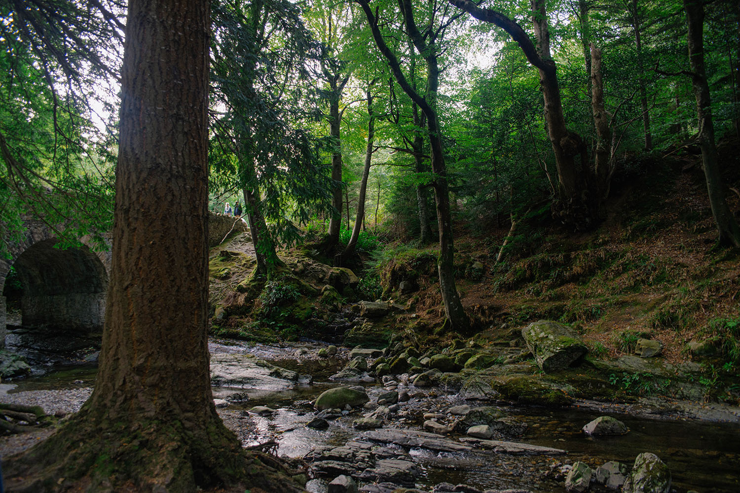 Tollymore Forest Park - Game of Thrones Filming Location by Altavaddy Bridge