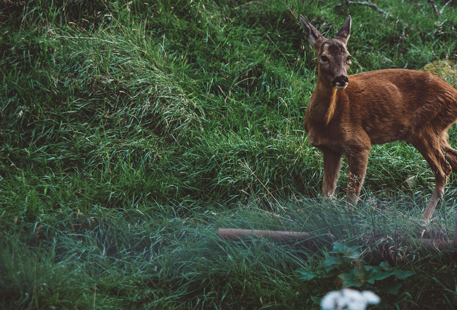 Deer in Scotland