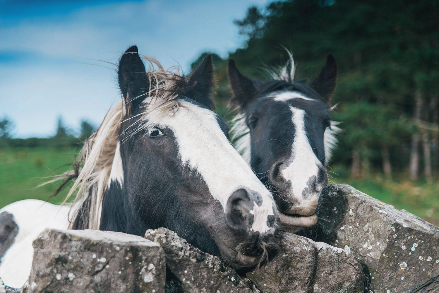 Game of Thrones Horses