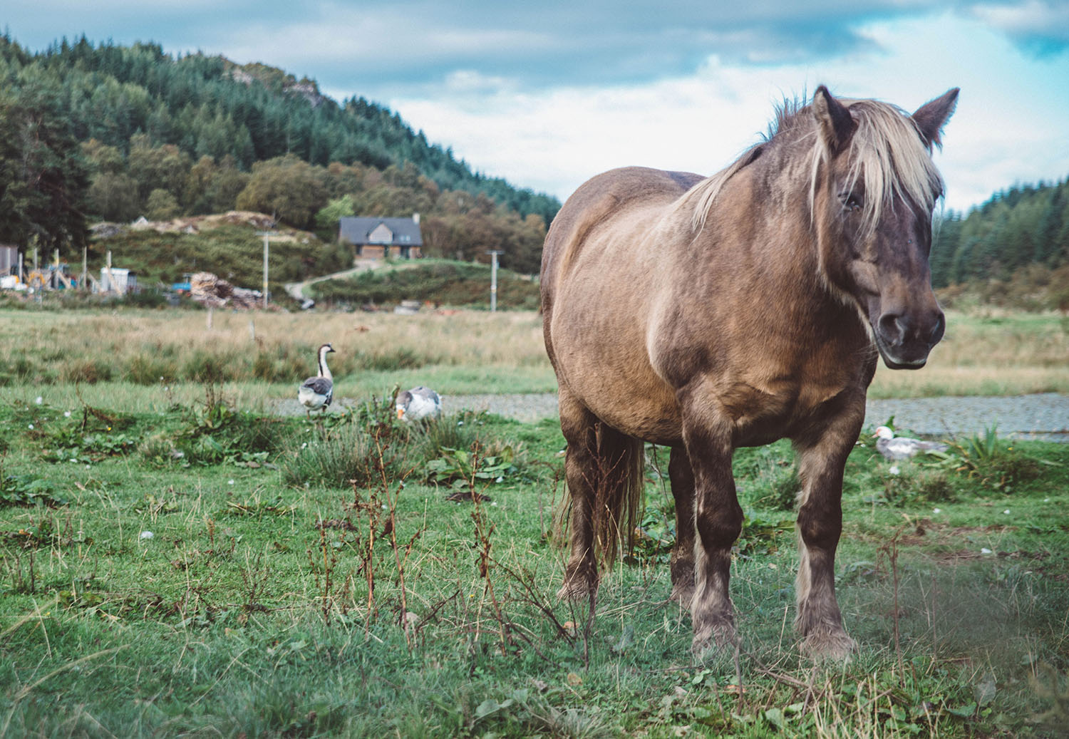 Horse with scottish scenery in the background