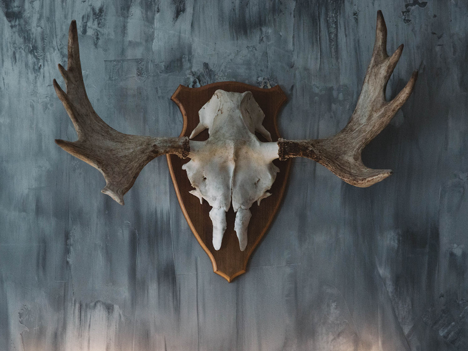 Mounted moose skull on fake concrete wall