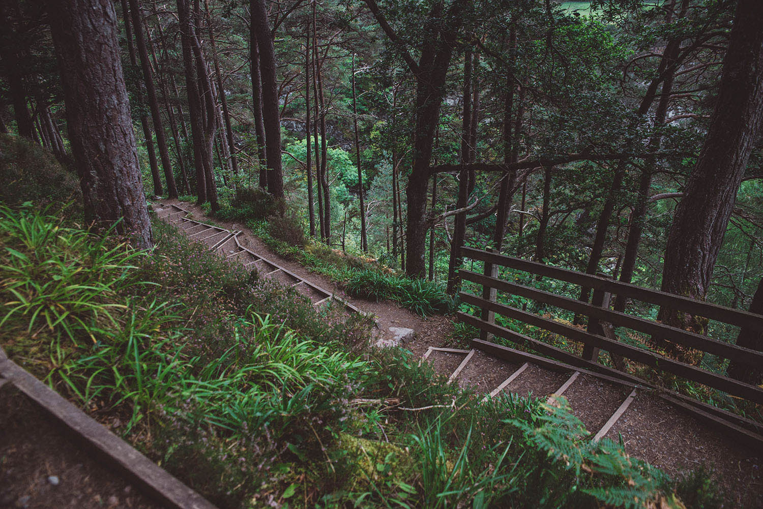 Path with stairs in Scottish wood