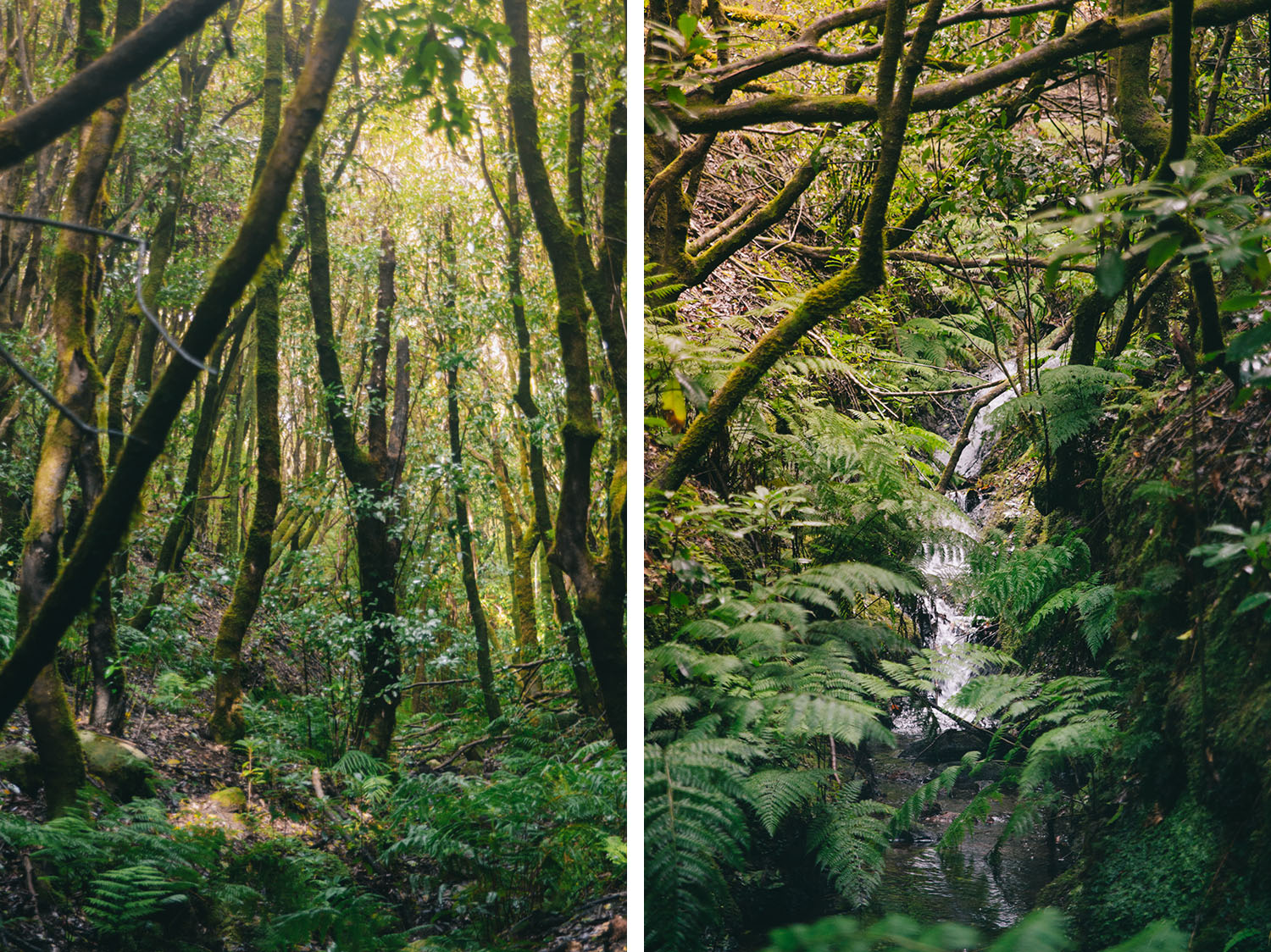 Levada Walking routes in Madeira