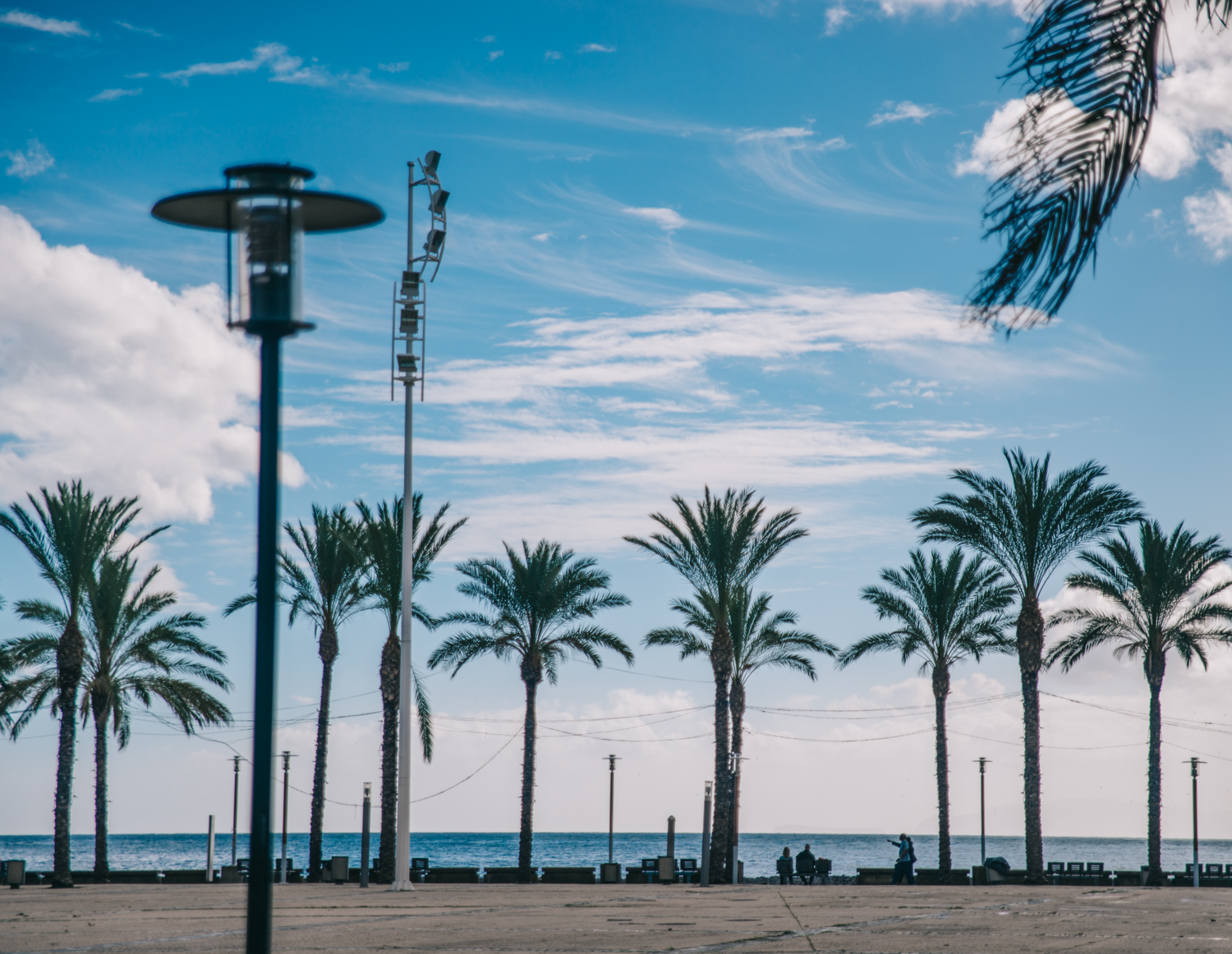 Palm Trees in Portugal