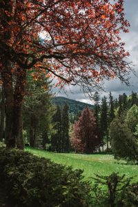 Stunning scenery at Peleş Castle in Romania