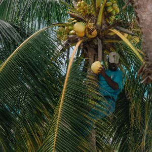 Picking coconuts in Jamaica