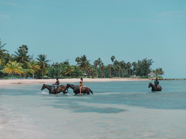 Swimming with horses in Jamaica