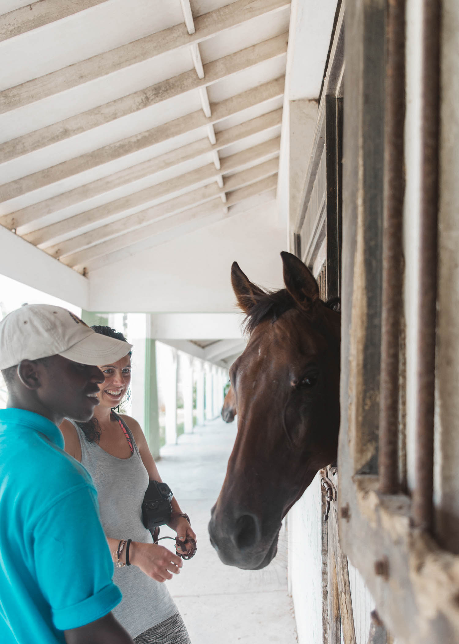 Horse in Stable - Half Moon Equestrian Centre