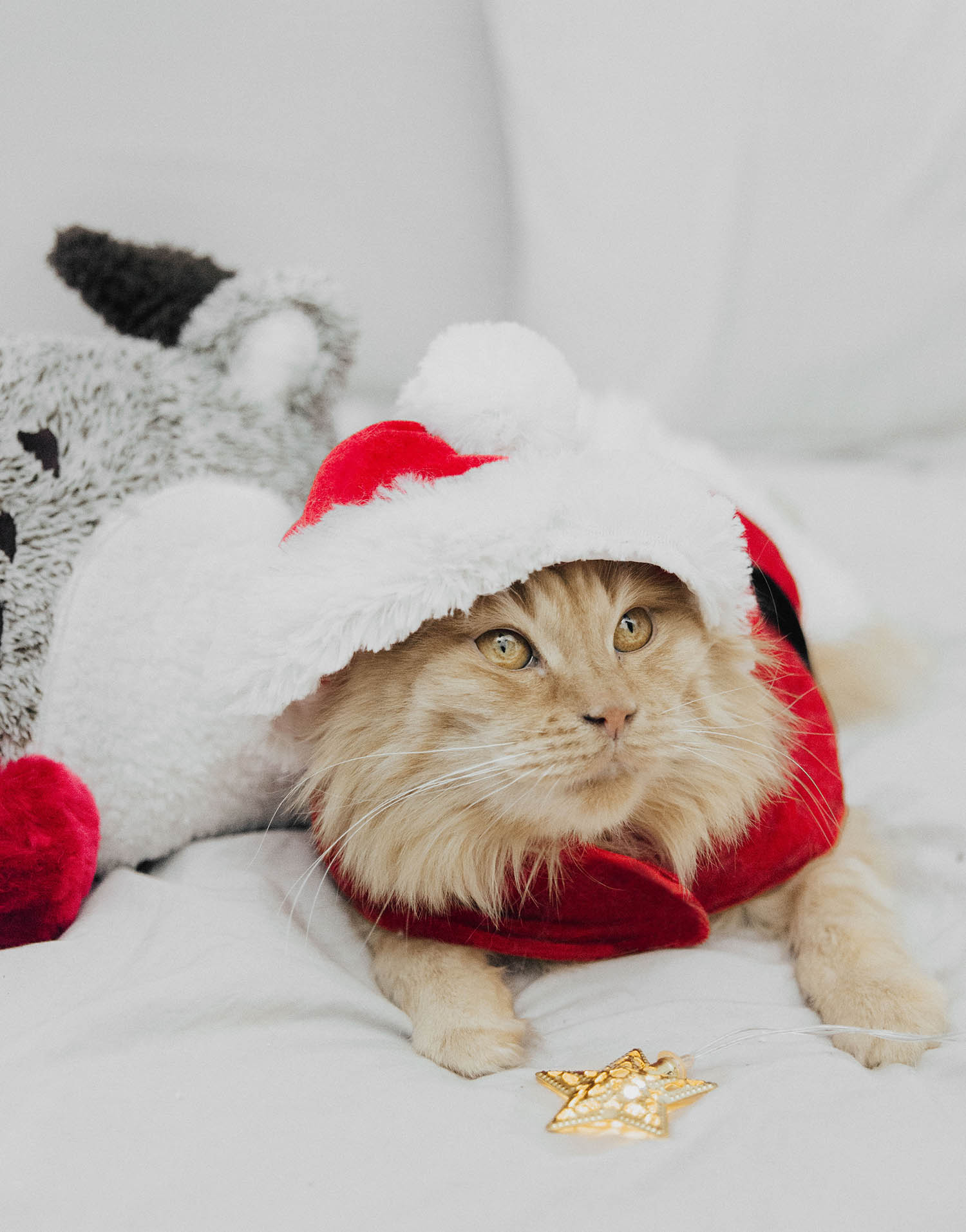 Christmas Cat with Santa Claus Clothes